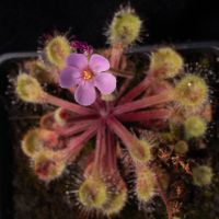 Drosera collinsiae