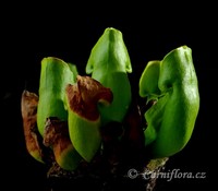 Sarracenia purpurea subsp. purpurea f. heterophylla