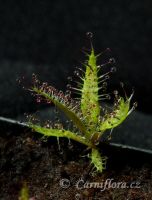 Drosera regia - semenáček