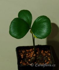 roční semenáček Zamia furfuracea